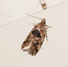 Barea melanodelta
