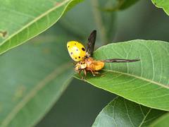 Harmonia vigintiduomaculata