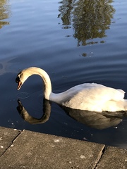 Cygnus olor