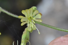Silene gigantea