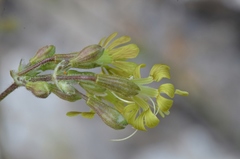Silene gigantea