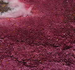 Ceriporia purpurea