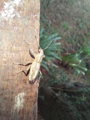 Naupactus xanthographus