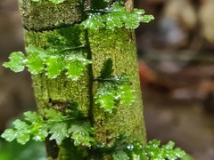 Trichomanes ankersii