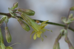 Silene gigantea