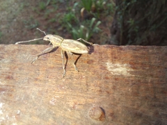 Naupactus xanthographus