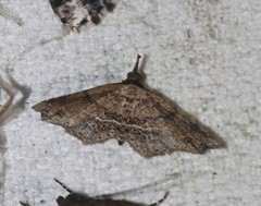 Philogethes metableta