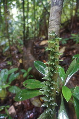 Trichomanes ankersii