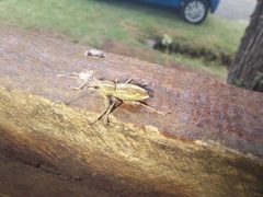 Naupactus xanthographus