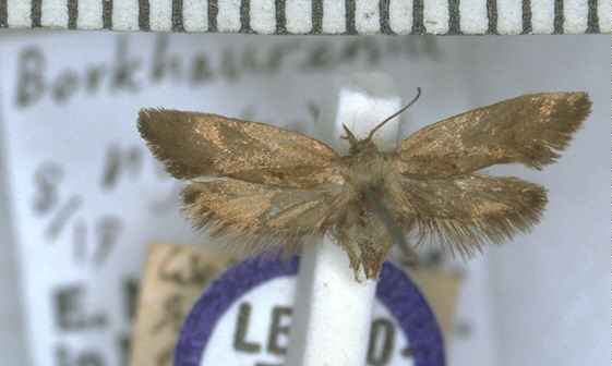 Tingena nycteris