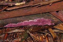 Ceriporia purpurea