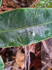 Desmophlebium longisorum