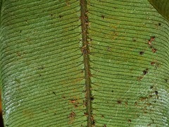 Desmophlebium longisorum