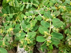 Euphorbia cozumelensis
