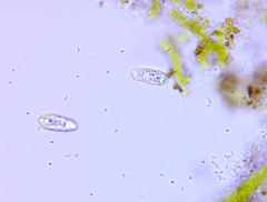 Cryptomonas paramecium