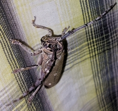 Prosopocera dejeani