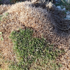 Astragalus balearicus