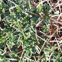 Astragalus balearicus