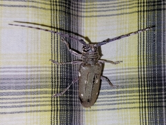 Prosopocera dejeani