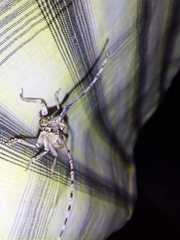 Prosopocera dejeani