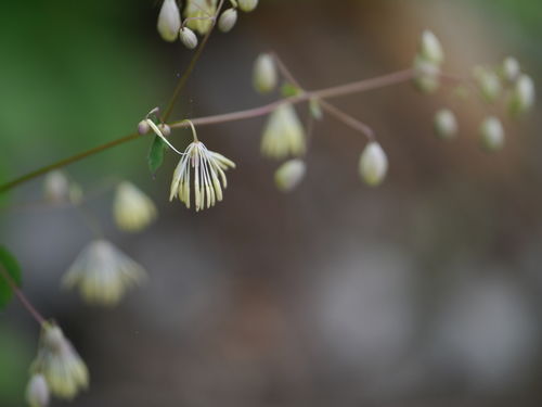 Asian meadow-rue (Thalictrum foliolosum)