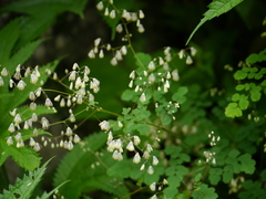 Thalictrum foliolosum