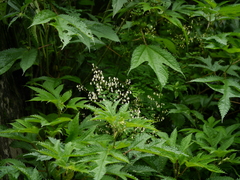 Thalictrum foliolosum