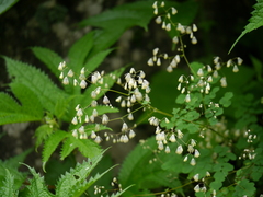 Thalictrum foliolosum