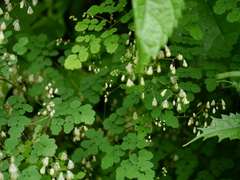 Thalictrum foliolosum