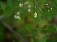 Thalictrum foliolosum