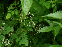 Thalictrum foliolosum