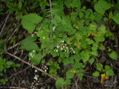 Thalictrum foliolosum