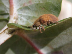 Gonipterus platensis