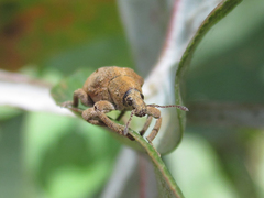 Gonipterus platensis