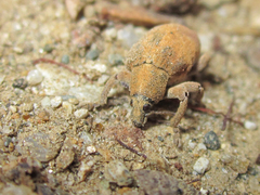 Gonipterus platensis