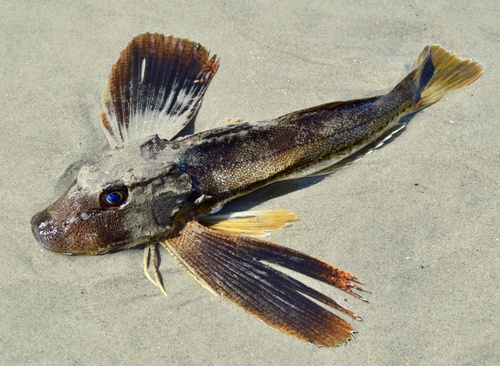 Striped searobin (Prionotus evolans) — Triglidae — 2