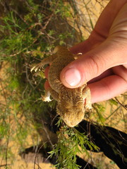 Phrynocephalus mystaceus