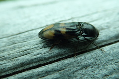 Selatosomus suckleyi