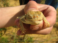 Phrynocephalus mystaceus