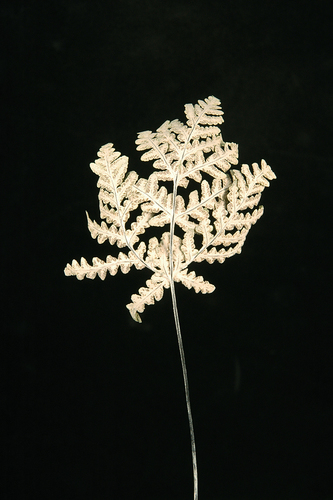 Image of Pentagramma pallida by (c) Timothy McNitt, some rights reserved (CC BY)