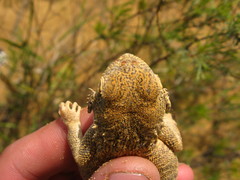 Phrynocephalus mystaceus