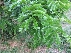 Paubrasilia echinata