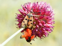 Zygaena laeta