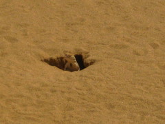 Phrynocephalus mystaceus