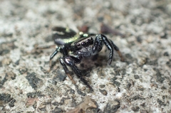 Thiania