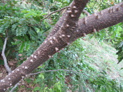 Paubrasilia echinata