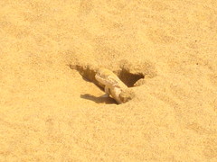 Phrynocephalus mystaceus