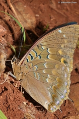 Charaxes