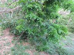 Paubrasilia echinata