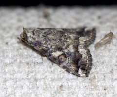 Pseudogyrtona fulvana